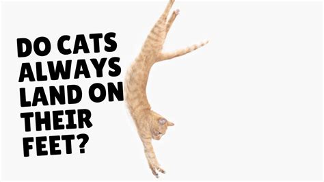 Can You Transfer a Squarespace Website to WordPress? And Why Do Cats Always Land on Their Feet?