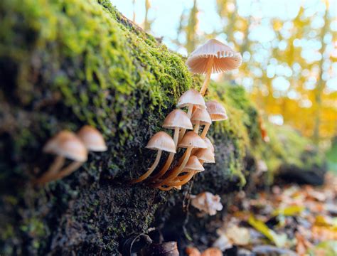  Pijpjeskippen en Gedroogde Fungus: Een Ontdekkingstocht Door Het Hart van Chifeng's Smaak